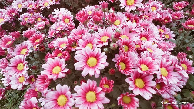 士林官邸2021「菊來運轉」花展 (Shilin Residence Chrysanthesmum Festival), Nov 26 ~ Dec 12, 2021, Taipei, Taiwan, SJKen, Dec 4, 2021.