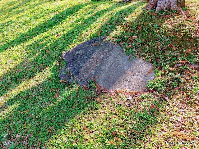 Larix pine at Bi-Hu garden, Taipei, Taiwan, SJKen, Dec 16,2021.