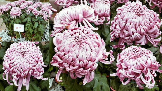 士林官邸2021「菊來運轉」花展 (Shilin Residence Chrysanthesmum Festival), Nov 26 ~ Dec 12, 2021, Taipei, Taiwan, SJKen, Dec 4, 2021.