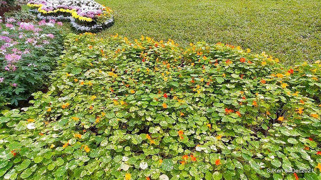 士林官邸2021「菊來運轉」花展 (Shilin Residence Chrysanthesmum Festival), Nov 26 ~ Dec 12, 2021, Taipei, Taiwan, SJKen, Dec 4, 2021.