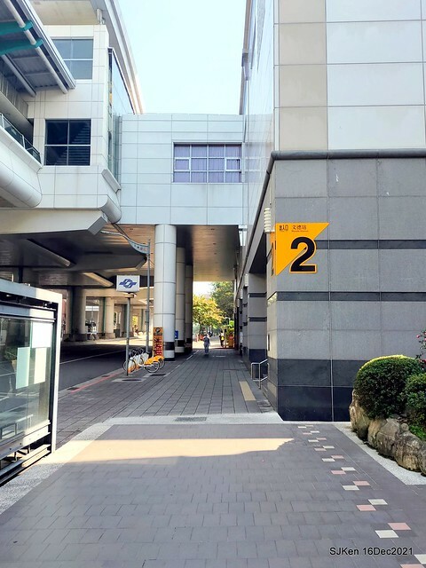 Larix pine at Bi-Hu garden, Taipei, Taiwan, SJKen, Dec 16,2021.