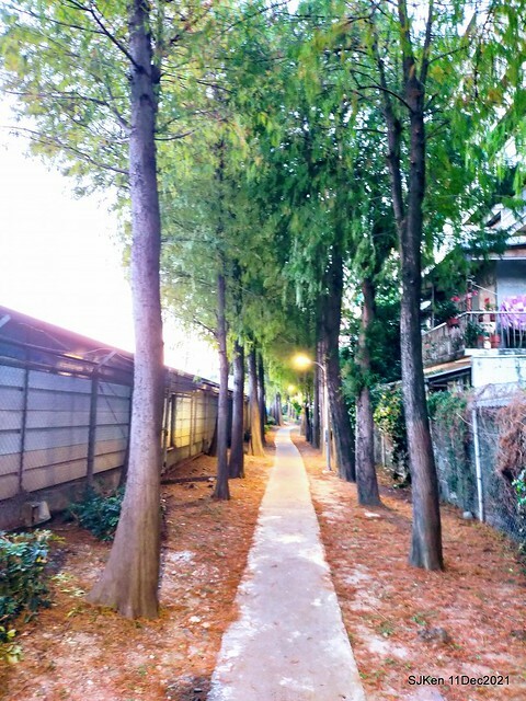 Larix pine trail nearby Fuxinggang metro station, Taipei, Taiwan, SJKen, Dec 11, 2021.