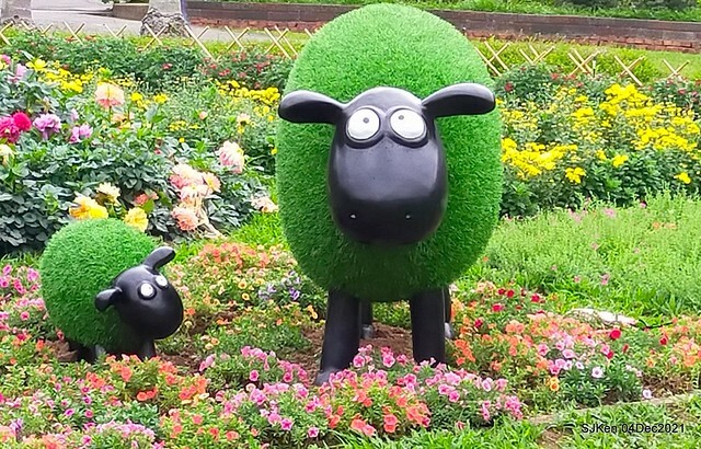 士林官邸2021「菊來運轉」花展 (Shilin Residence Chrysanthesmum Festival), Nov 26 ~ Dec 12, 2021, Taipei, Taiwan, SJKen, Dec 4, 2021.