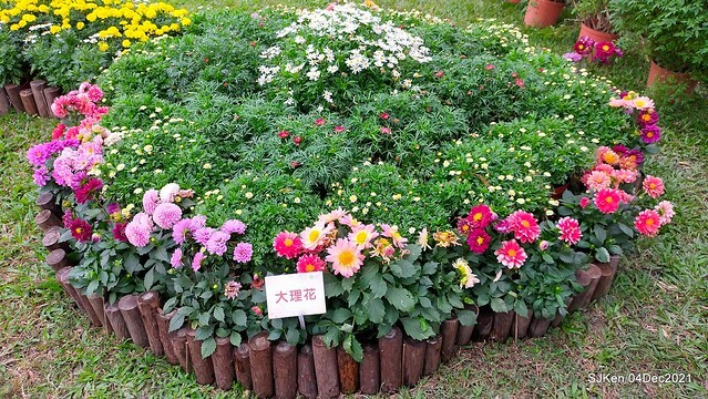 士林官邸2021「菊來運轉」花展 (Shilin Residence Chrysanthesmum Festival), Nov 26 ~ Dec 12, 2021, Taipei, Taiwan, SJKen, Dec 4, 2021.