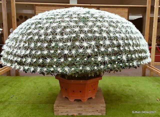 士林官邸2021「菊來運轉」花展 (Shilin Residence Chrysanthesmum Festival), Nov 26 ~ Dec 12, 2021, Taipei, Taiwan, SJKen, Dec 4, 2021.