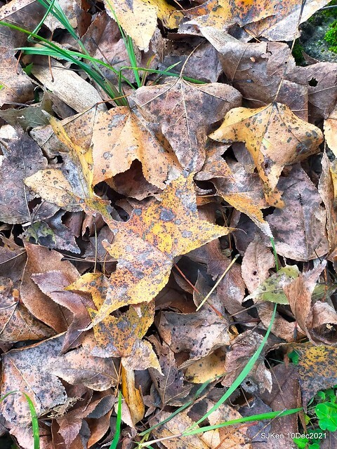 Larix pine garden plaza at Nangang, Taipei, Taiwan, SJKen, Dec 10, 2021.