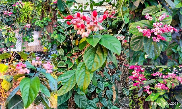 Larix pine trail nearby Fuxinggang metro station, Taipei, Taiwan, SJKen, Dec 11, 2021.