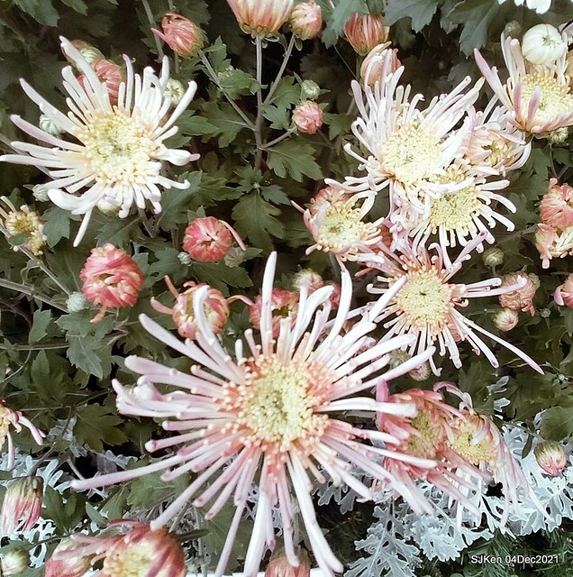 士林官邸2021「菊來運轉」花展 (Shilin Residence Chrysanthesmum Festival), Nov 26 ~ Dec 12, 2021, Taipei, Taiwan, SJKen, Dec 4, 2021.