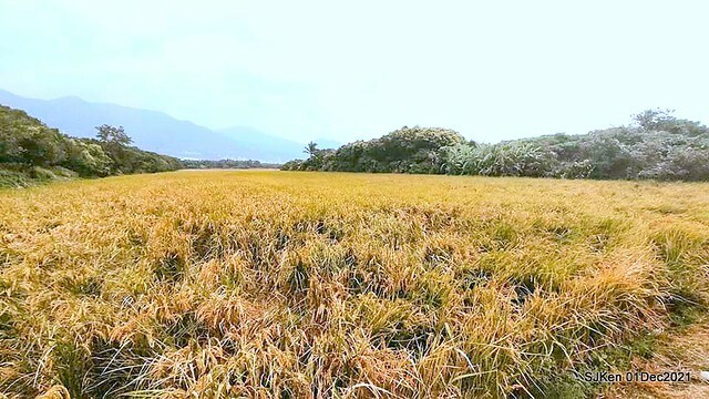 2021「熊愛關渡」稻草裝置藝術展(Bear art exhibition at Kuandu , Taipei, Taiwan, SJKen, Dec 1, 2021.