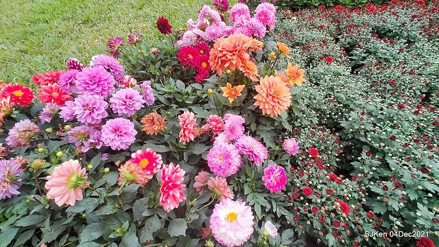 士林官邸2021「菊來運轉」花展 (Shilin Residence Chrysanthesmum Festival), Nov 26 ~ Dec 12, 2021, Taipei, Taiwan, SJKen, Dec 4, 2021.