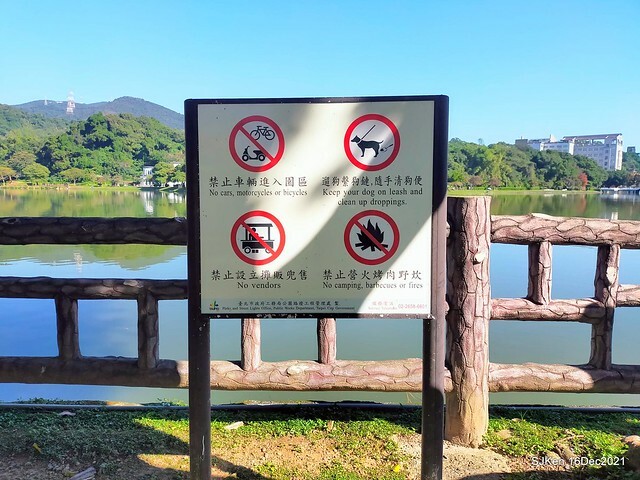 Larix pine at Bi-Hu garden, Taipei, Taiwan, SJKen, Dec 16,2021.