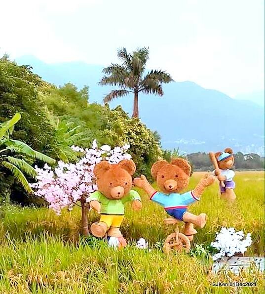 2021「熊愛關渡」稻草裝置藝術展(Bear art exhibition at Kuandu , Taipei, Taiwan, SJKen, Dec 1, 2021.