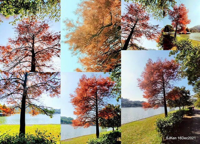 Larix pine at Bi-Hu garden, Taipei, Taiwan, SJKen, Dec 16,2021.