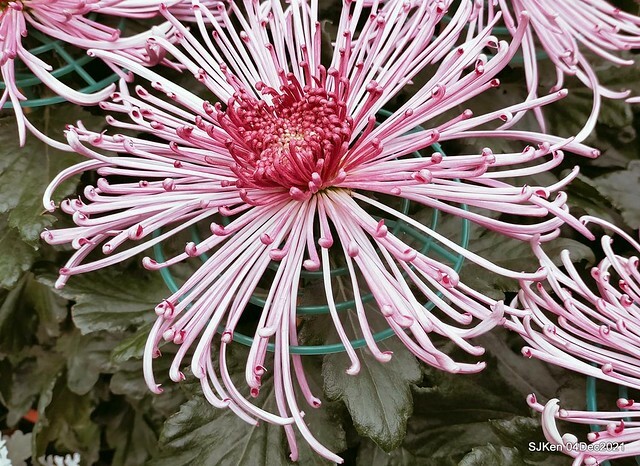 士林官邸2021「菊來運轉」花展 (Shilin Residence Chrysanthesmum Festival), Nov 26 ~ Dec 12, 2021, Taipei, Taiwan, SJKen, Dec 4, 2021.