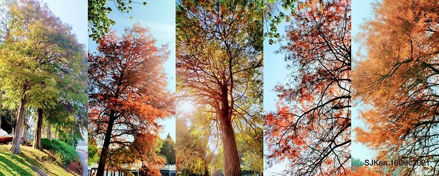 Larix pine at Bi-Hu garden, Taipei, Taiwan, SJKen, Dec 16,2021.