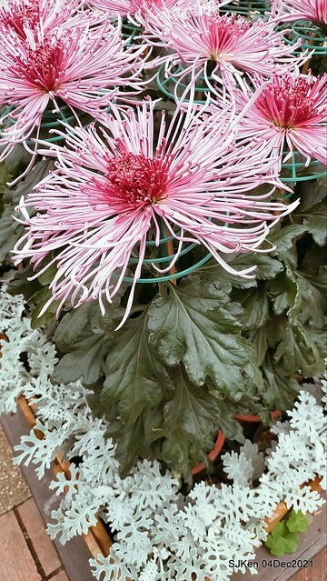 士林官邸2021「菊來運轉」花展 (Shilin Residence Chrysanthesmum Festival), Nov 26 ~ Dec 12, 2021, Taipei, Taiwan, SJKen, Dec 4, 2021.