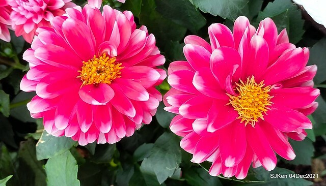 士林官邸2021「菊來運轉」花展 (Shilin Residence Chrysanthesmum Festival), Nov 26 ~ Dec 12, 2021, Taipei, Taiwan, SJKen, Dec 4, 2021.