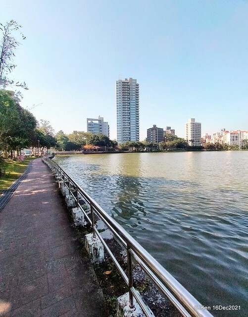 Larix pine at Bi-Hu garden, Taipei, Taiwan, SJKen, Dec 16,2021.
