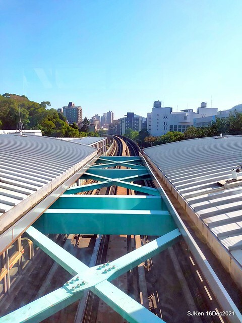 Larix pine at Bi-Hu garden, Taipei, Taiwan, SJKen, Dec 16,2021.