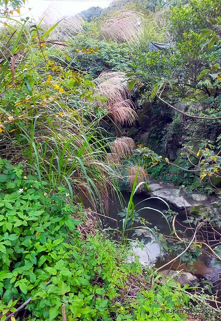 Larix pine garden plaza at Nangang, Taipei, Taiwan, SJKen, Dec 10, 2021.