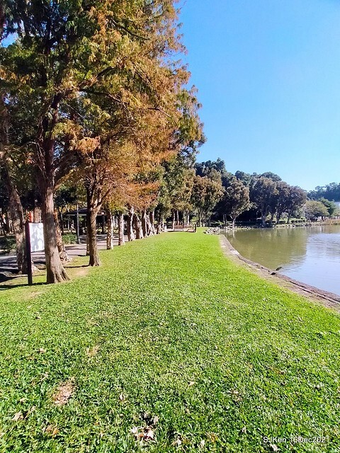 Larix pine at Bi-Hu garden, Taipei, Taiwan, SJKen, Dec 16,2021.