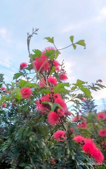 Larix pine garden plaza at Nangang, Taipei, Taiwan, SJKen, Dec 10, 2021.