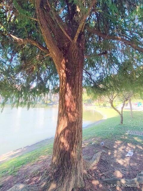 Larix pine at Bi-Hu garden, Taipei, Taiwan, SJKen, Dec 16,2021.