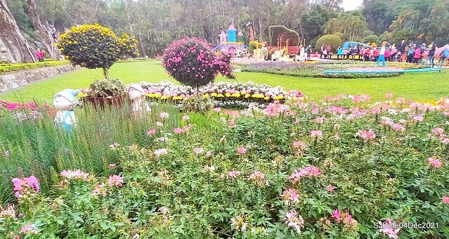 士林官邸2021「菊來運轉」花展 (Shilin Residence Chrysanthesmum Festival), Nov 26 ~ Dec 12, 2021, Taipei, Taiwan, SJKen, Dec 4, 2021.