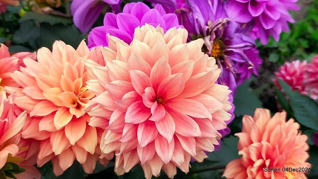 士林官邸2021「菊來運轉」花展 (Shilin Residence Chrysanthesmum Festival), Nov 26 ~ Dec 12, 2021, Taipei, Taiwan, SJKen, Dec 4, 2021.