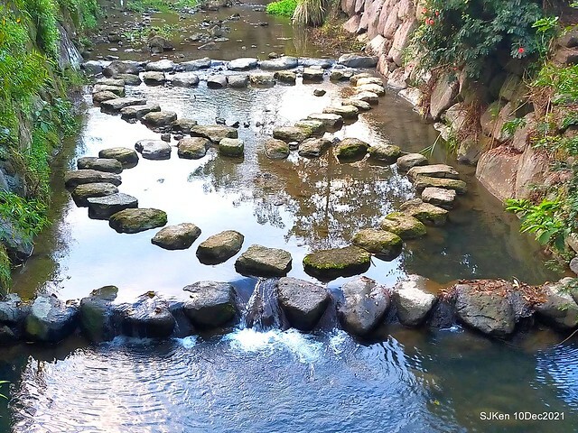 Larix pine garden plaza at Nangang, Taipei, Taiwan, SJKen, Dec 10, 2021.