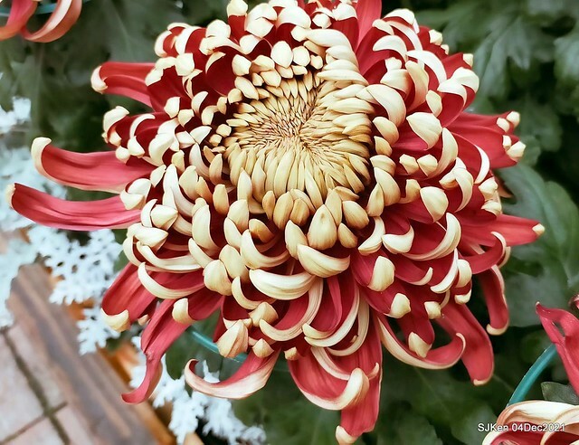 士林官邸2021「菊來運轉」花展 (Shilin Residence Chrysanthesmum Festival), Nov 26 ~ Dec 12, 2021, Taipei, Taiwan, SJKen, Dec 4, 2021.