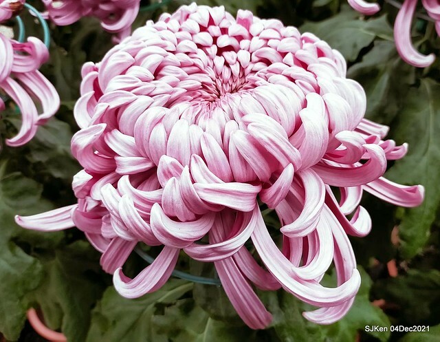 士林官邸2021「菊來運轉」花展 (Shilin Residence Chrysanthesmum Festival), Nov 26 ~ Dec 12, 2021, Taipei, Taiwan, SJKen, Dec 4, 2021.