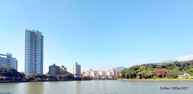 Larix pine at Bi-Hu garden, Taipei, Taiwan, SJKen, Dec 16,2021.