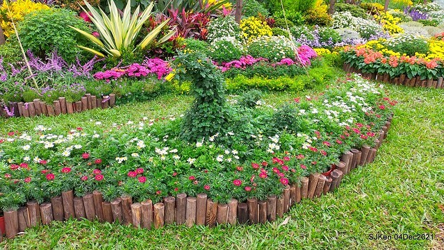 士林官邸2021「菊來運轉」花展 (Shilin Residence Chrysanthesmum Festival), Nov 26 ~ Dec 12, 2021, Taipei, Taiwan, SJKen, Dec 4, 2021.