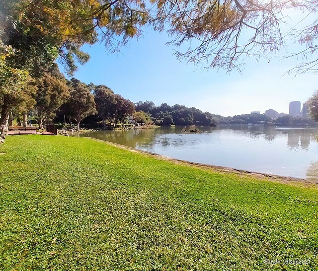Larix pine at Bi-Hu garden, Taipei, Taiwan, SJKen, Dec 16,2021.