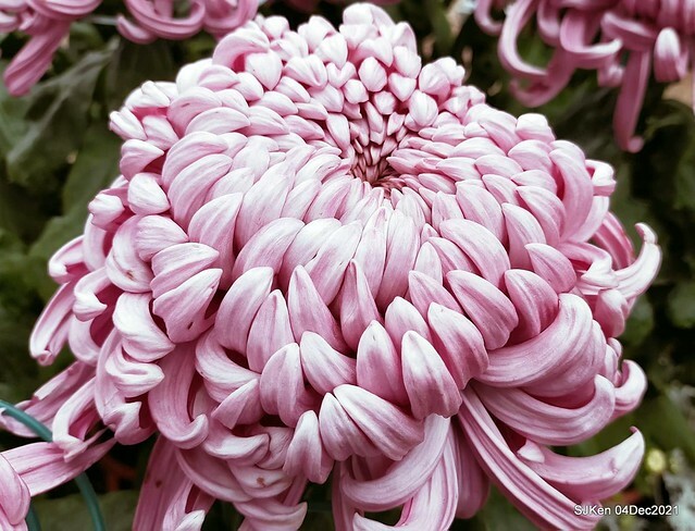 士林官邸2021「菊來運轉」花展 (Shilin Residence Chrysanthesmum Festival), Nov 26 ~ Dec 12, 2021, Taipei, Taiwan, SJKen, Dec 4, 2021.