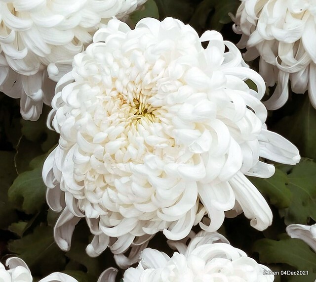 士林官邸2021「菊來運轉」花展 (Shilin Residence Chrysanthesmum Festival), Nov 26 ~ Dec 12, 2021, Taipei, Taiwan, SJKen, Dec 4, 2021.