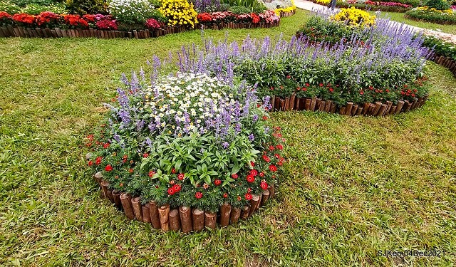 士林官邸2021「菊來運轉」花展 (Shilin Residence Chrysanthesmum Festival), Nov 26 ~ Dec 12, 2021, Taipei, Taiwan, SJKen, Dec 4, 2021.