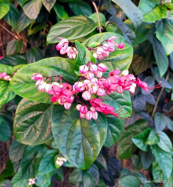 Larix pine trail nearby Fuxinggang metro station, Taipei, Taiwan, SJKen, Dec 11, 2021.
