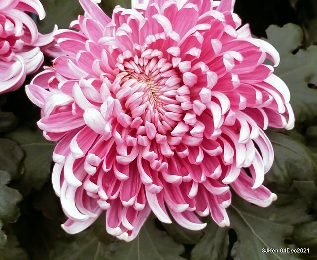 士林官邸2021「菊來運轉」花展 (Shilin Residence Chrysanthesmum Festival), Nov 26 ~ Dec 12, 2021, Taipei, Taiwan, SJKen, Dec 4, 2021.