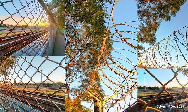 Larix pine trail nearby Fuxinggang metro station, Taipei, Taiwan, SJKen, Dec 11, 2021.