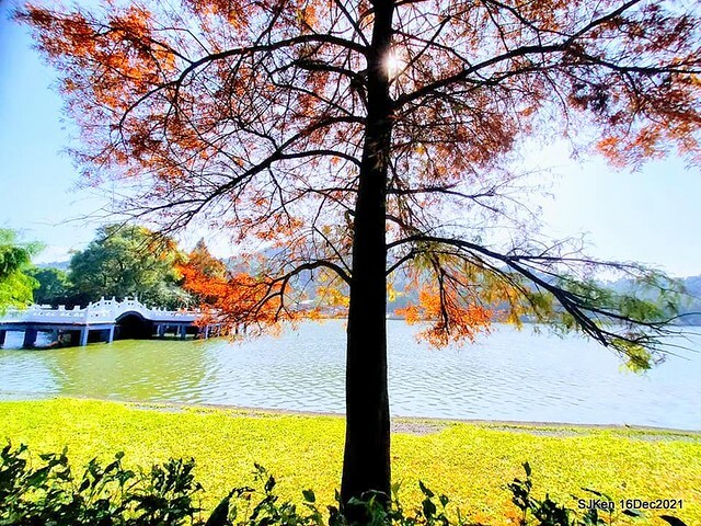 Larix pine at Bi-Hu garden, Taipei, Taiwan, SJKen, Dec 16,2021.