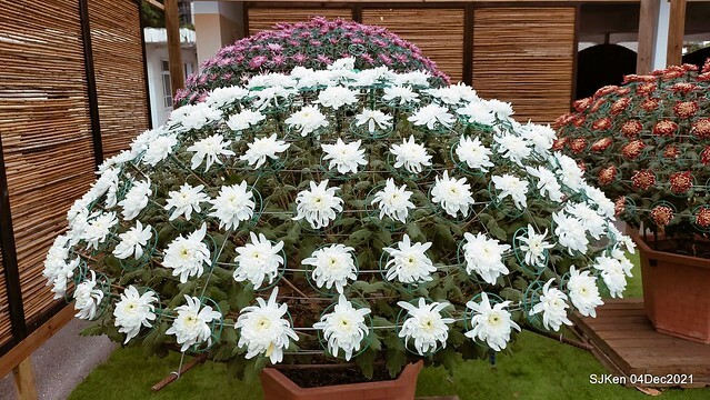 士林官邸2021「菊來運轉」花展 (Shilin Residence Chrysanthesmum Festival), Nov 26 ~ Dec 12, 2021, Taipei, Taiwan, SJKen, Dec 4, 2021.