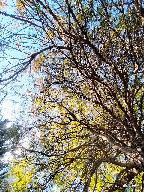 Larix pine at Bi-Hu garden, Taipei, Taiwan, SJKen, Dec 16,2021.
