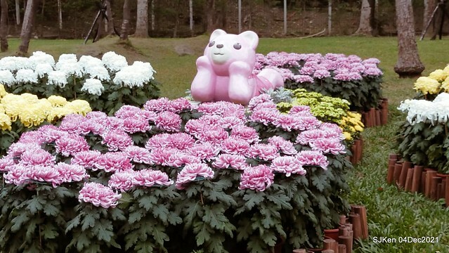 士林官邸2021「菊來運轉」花展 (Shilin Residence Chrysanthesmum Festival), Nov 26 ~ Dec 12, 2021, Taipei, Taiwan, SJKen, Dec 4, 2021.