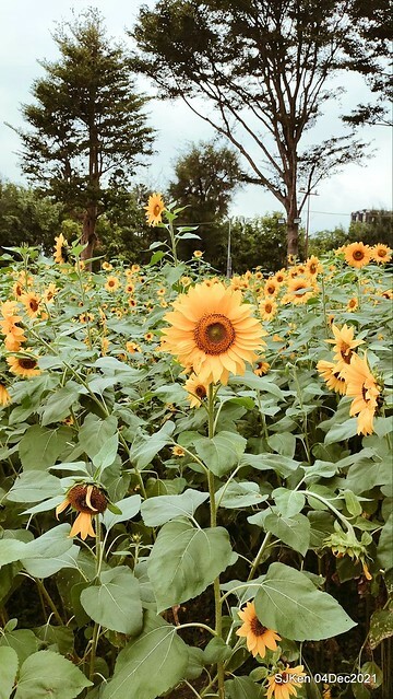 士林官邸2021「菊來運轉」花展 (Shilin Residence Chrysanthesmum Festival), Nov 26 ~ Dec 12, 2021, Taipei, Taiwan, SJKen, Dec 4, 2021.