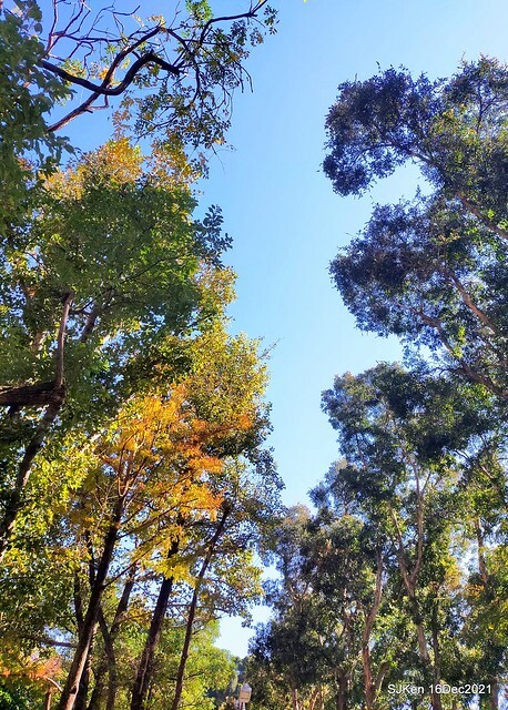 Larix pine at Bi-Hu garden, Taipei, Taiwan, SJKen, Dec 16,2021.