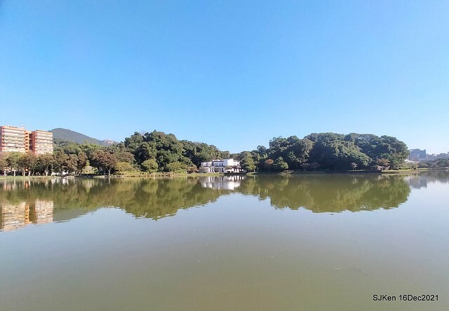 Larix pine at Bi-Hu garden, Taipei, Taiwan, SJKen, Dec 16,2021.