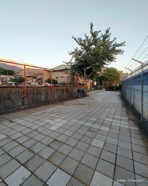 Larix pine trail nearby Fuxinggang metro station, Taipei, Taiwan, SJKen, Dec 11, 2021.