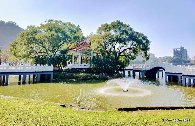 Larix pine at Bi-Hu garden, Taipei, Taiwan, SJKen, Dec 16,2021.